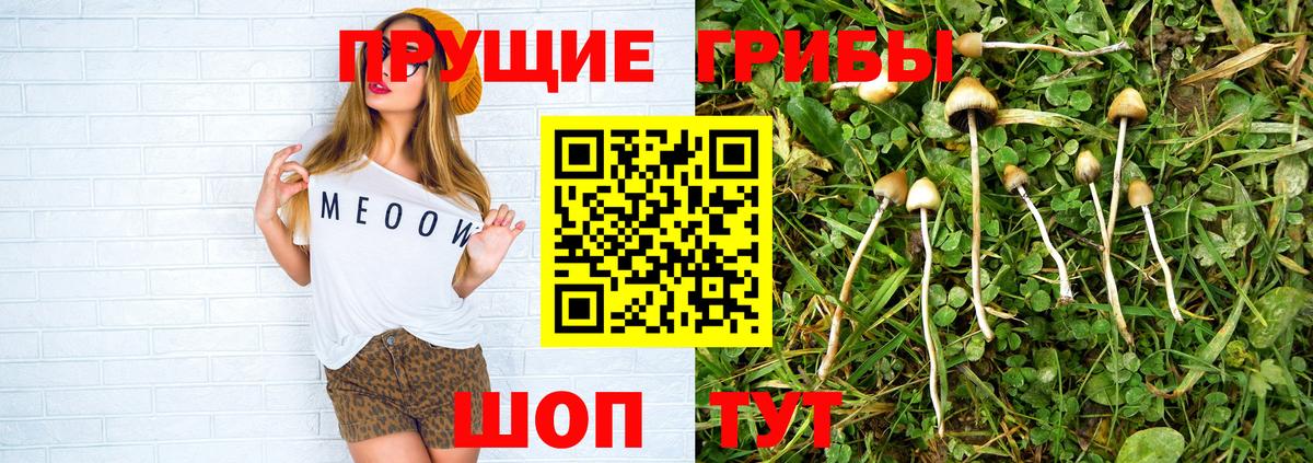 Галлюциногенные грибы GOLDEN TEACHER  Вход с VPN  магазин  наркотиков  Избербаш  Псилоцибиновые грибы мицелий 